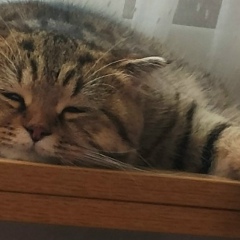 Игорь Игорь, Санкт-Петербург