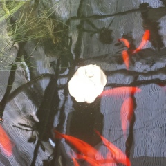 Наталья Шевчук, 09.09, Киев