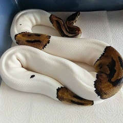 Магомед Камилов, 15.12, Махачкала