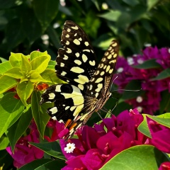 Наталия Дамьяну, 12.12.1986, Москва
