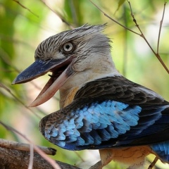 Алексей Разумовский, 16.10.1961, Санкт-Петербург