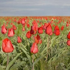 Светлана Уланова, Элиста