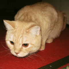 Вадим Яценюк, 29.11, Умань