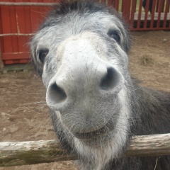 Николай Бурлай, 05.01.1984, Пушкин