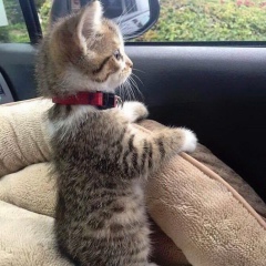 Гуля Алпыс, 22.04.1995, Астана