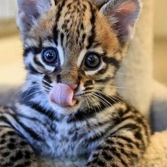 Лаура Каримова, 05.11, Актау