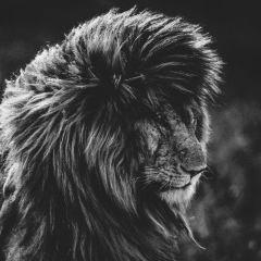 Антон Шрамов