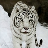 Юлия Юрчук, 13.05.1983, Киев