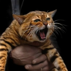 Андрей Биезиньш, 21.10.1982, Санкт-Петербург