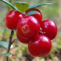 Вера Щекаева, Москва