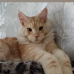 Наталья Лощинина, Рязань