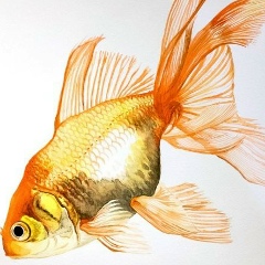 Алла Акастелова, 14.10, Днепр (Днепропетровск)