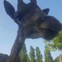 Димас Реутоф, Санкт-Петербург