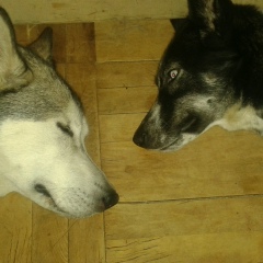 Александр Черняев-Блейле, 03.06, Санкт-Петербург