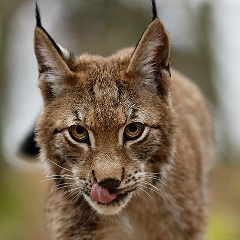 Maksim Dulin, 29.07.1983, Минск