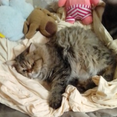 Артём Сергеевич, Архангельск