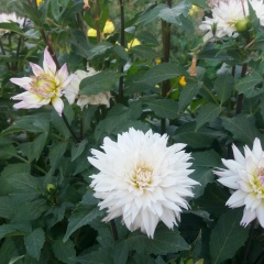 Ольга Пономарёва, 07.11.1980, Екатеринбург