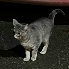 Станислав Татаринов, Новосибирск