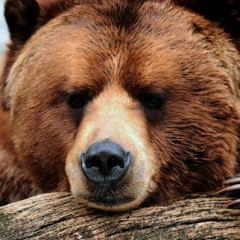 Элгун Исаев, Москва