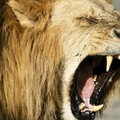 Ggg Golovkin, 18.12.1995, Актобе