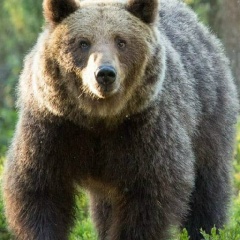 Toni Manetta, 25.03.1971