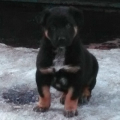 Наталья Клюшниченко, 25.08.1988, Софрино (поселок)