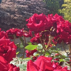 Заира Магомедова, 29.09, Волгоград