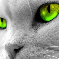 Настя Татаренко, 16.02, Мариуполь