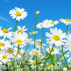 Римма Буланцева, 08.03.1960