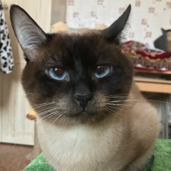 Елена Шумихина, 11.12.1972, Пермь