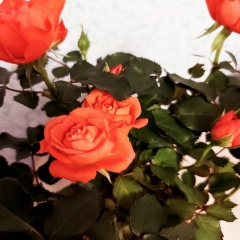 Ралия Бильданова, 25.10.1990, Нижнекамск