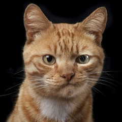 Игорь Олегович, 08.05, Москва