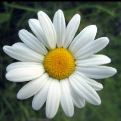 Мария Ляпина, 07.05.1979, Санкт-Петербург