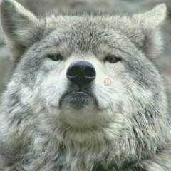 Adam Akhmaev, 21.01.1994, Warszawa