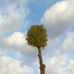 Александр Тычина, Минск