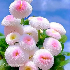 Александр Марков, 03.01.1983, Актобе