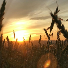 Павел Журавский