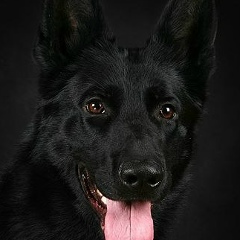 Мерген Сейитниязов, 03.12, Киев