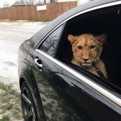 Bahh Tıyar, 15.03, Москва