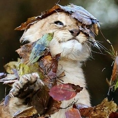 Степан Иванович, Киев