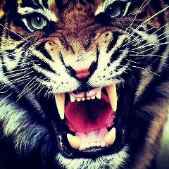 Муса Илесов, 17.07.1994, Гудермес