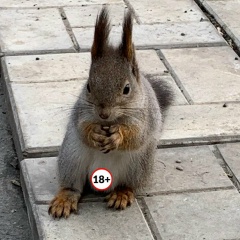 Антон Кривоус, 01.01, Симферополь