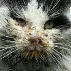 Дмитрий Королев, Москва