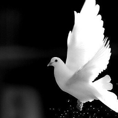 Радима Мукожева, 20.11.1993