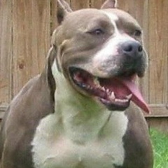 Emin Mecidov, 27.07.1999, Баку