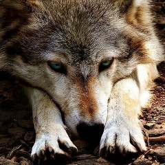 Бинар Батников