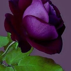 Дана Хашегульгова, Карабулак