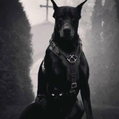 Евгений Епифанцев, Великий Новгород