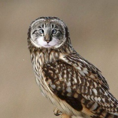 Никита Старцев