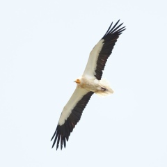 Firat Cenker, 27.06, Adana